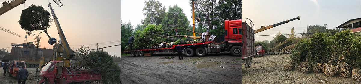 裝車現(xiàn)場(chǎng)