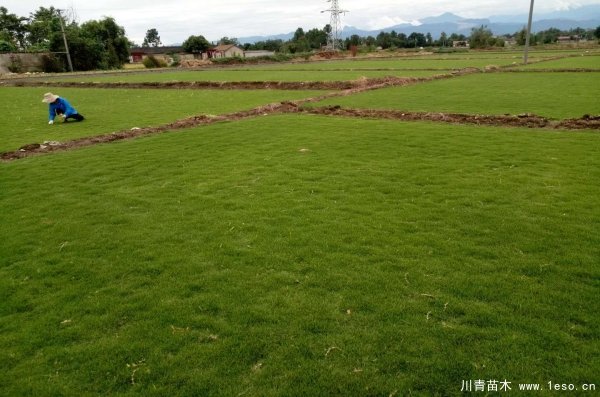 臺(tái)灣2號(hào)草坪