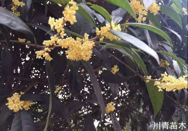 桂花哪種才是最香、最好、最名貴？