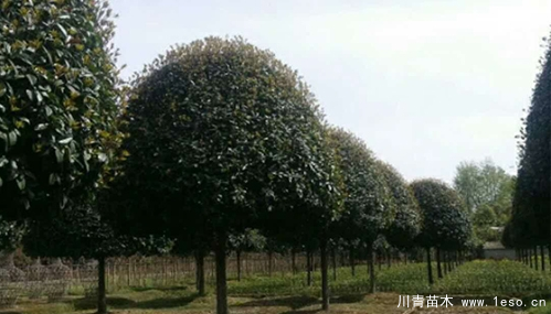 淺談桂花樹的養(yǎng)護(hù)方法