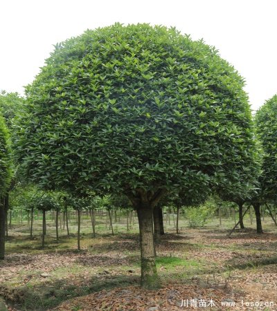 桂花樹多少錢一棵？成都桂花樹價格