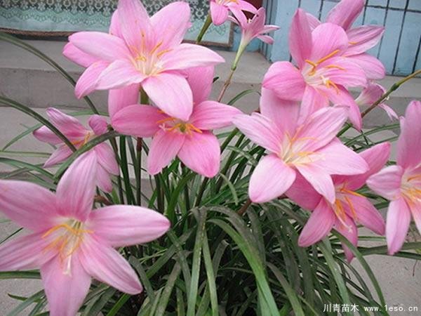 蔥蘭與韭蘭有那些區(qū)別？