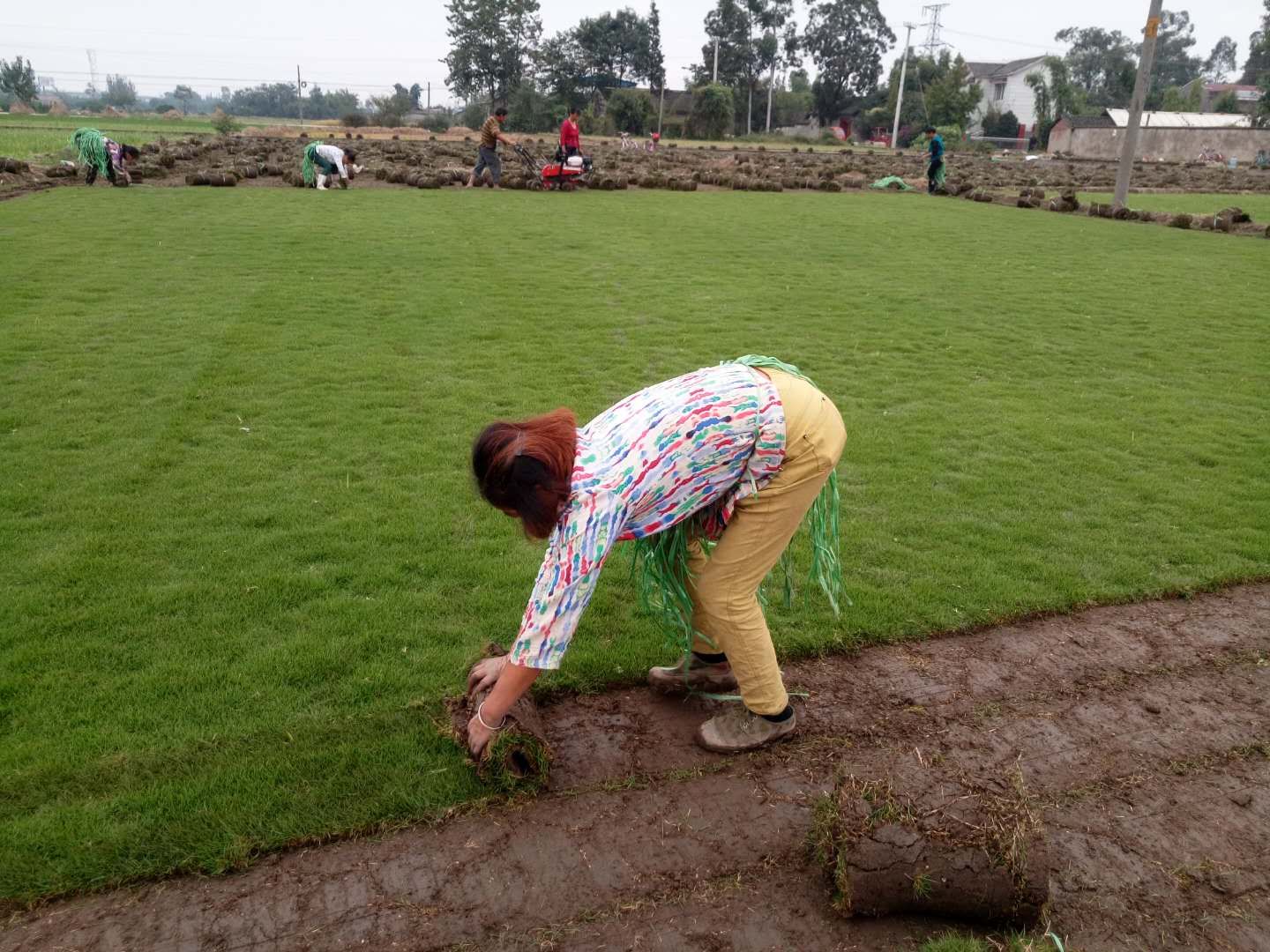 臺(tái)灣2號(hào)草坪