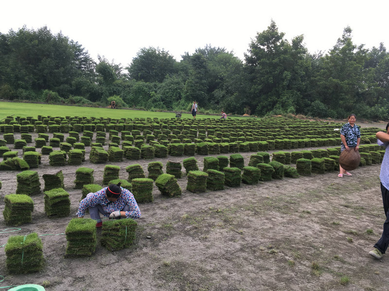 臺(tái)灣2號(hào)草坪