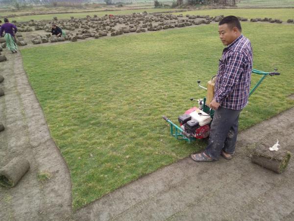 臺(tái)灣2號(hào)草坪