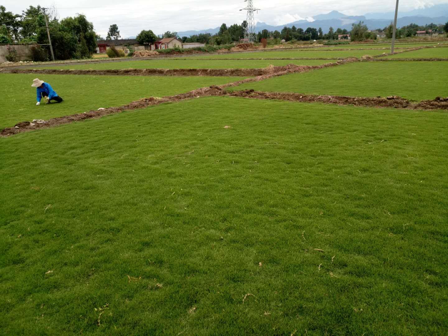 臺(tái)灣2號(hào)草坪