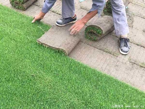 在成都市場臺灣二號草坪多少錢一平方？