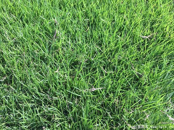 怎么防治臺(tái)灣草坪有雜草