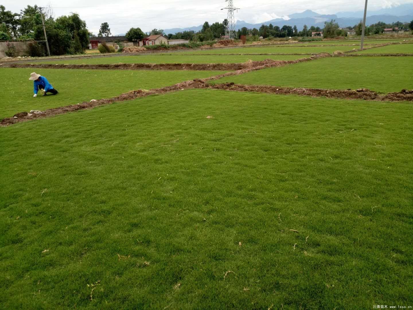 臺灣草坪的修剪高度標(biāo)準(zhǔn)