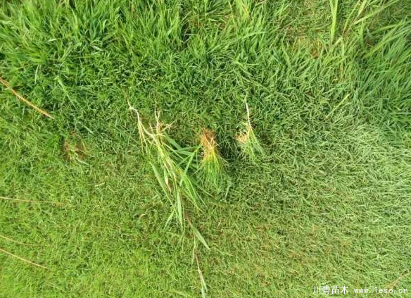 馬尼拉草坪臺灣二號草坪哪個貴？哪個好？