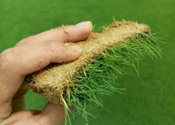 馬尼拉草坪臺灣二號草坪哪個貴？哪個好？