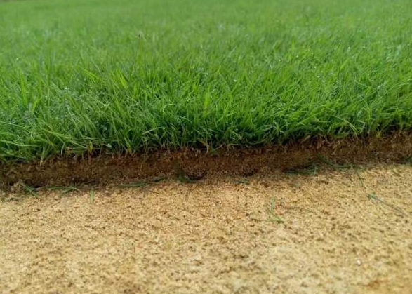 馬尼拉草坪臺灣二號草坪哪個貴？哪個好？