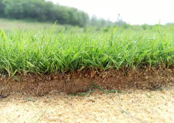 馬尼拉草坪臺灣二號草坪哪個貴？哪個好？