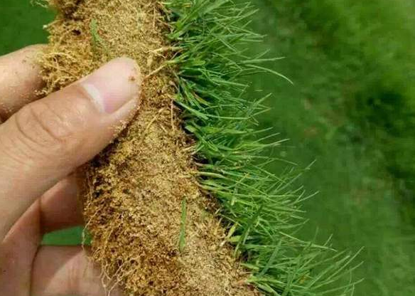 馬尼拉草坪臺灣二號草坪哪個貴？哪個好？