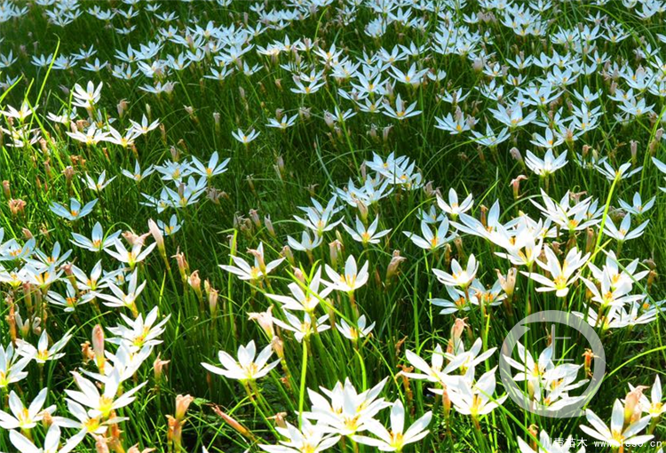 溫江蔥蘭種子，蔥蘭種子價格