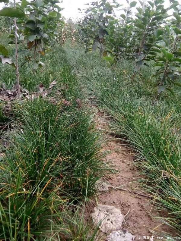 成都溫江蔥蘭小苗多少錢一棵