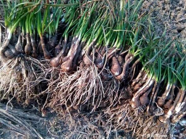 成都溫江蔥蘭小苗多少錢一棵