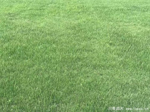 在成都市場臺灣二號草坪多少錢一平方？