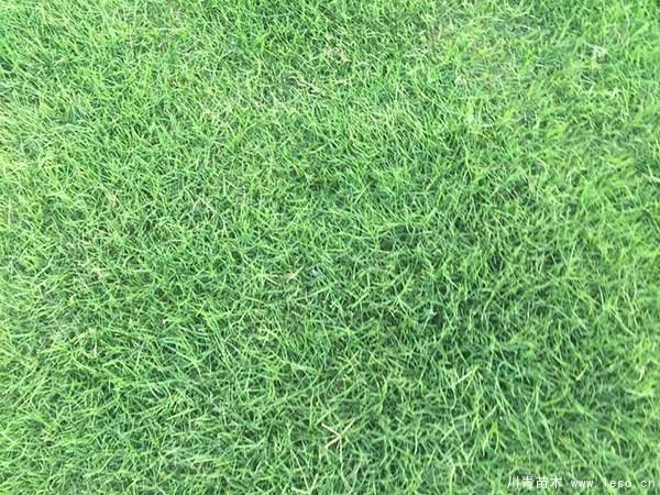 臺(tái)灣草跟狗牙根有什么區(qū)別？