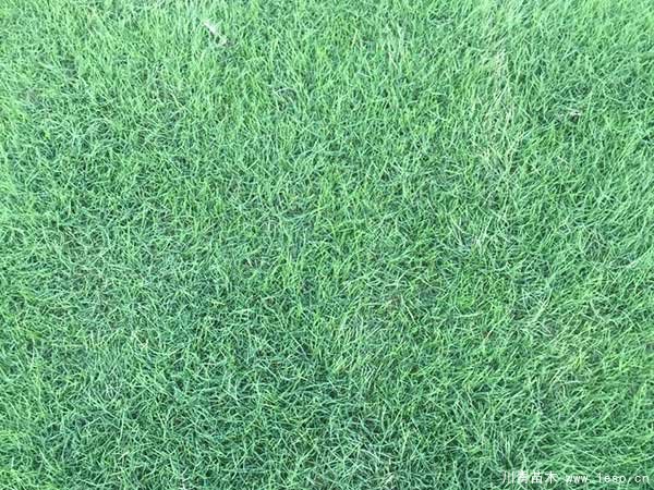 臺(tái)灣草跟狗牙根有什么區(qū)別？