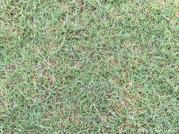 臺(tái)灣草跟狗牙根有什么區(qū)別？