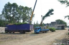 溫江藍(lán)花楹發(fā)往瀘州