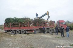 溫江紫薇桂花發(fā)往義烏