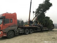 溫江天竺桂發(fā)往怒江