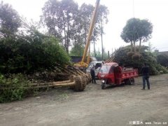 溫江櫻花銀杏發(fā)往貴陽(yáng)