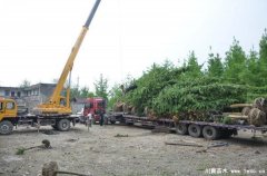 溫江銀杏玉蘭發(fā)往西安