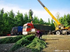 溫江雪松發(fā)往隨州