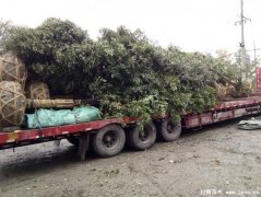 溫江天竺桂發(fā)往漢口