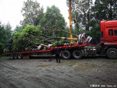 溫江全冠欒樹發(fā)往洱源