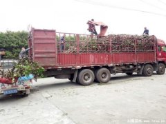 溫江苗木混裝發(fā)往運(yùn)城