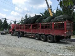 溫江苗木發(fā)往宜昌猇亭區(qū)