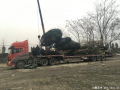 溫江欒樹桂花發(fā)往騰沖