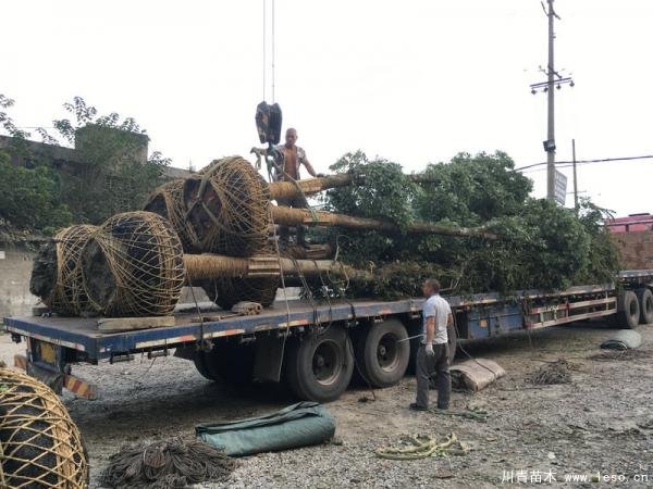 香樟發(fā)往大理下關(guān)