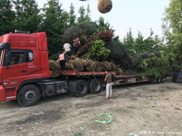 溫江苗木發(fā)往恩施