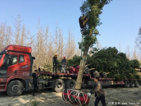 溫江金絲楠木發(fā)往長沙