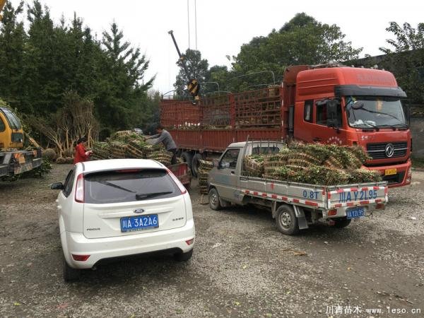 溫江灌木發(fā)往宜賓