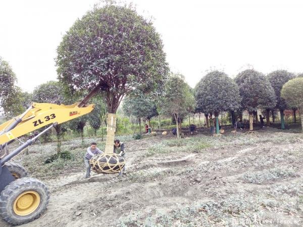 溫江桂花發(fā)往曲靖沾益區(qū)