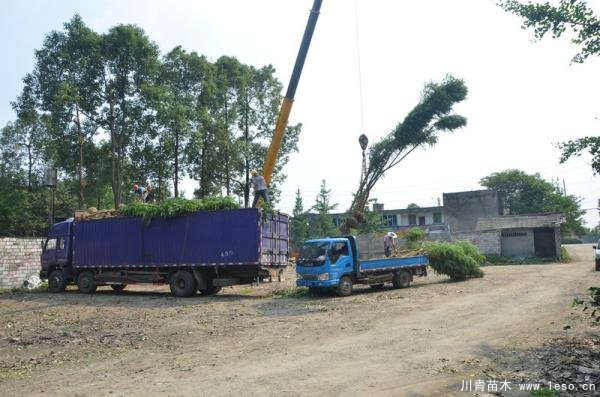 溫江藍花楹發(fā)往瀘州