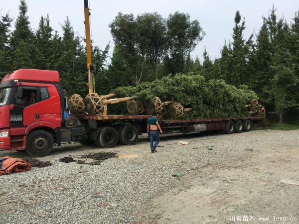 溫江金絲楠木發(fā)往衡陽