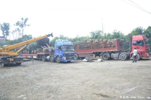 溫江桂花紫薇發(fā)往浦東