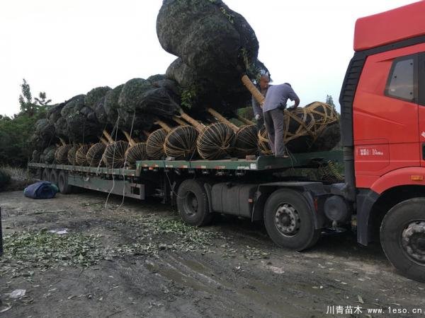 溫江桂花發(fā)往駐馬店