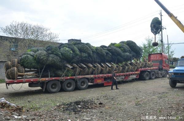 溫江桂花發(fā)往駐馬店