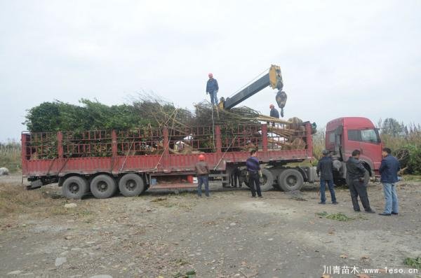 溫江紫薇桂花發(fā)往義烏