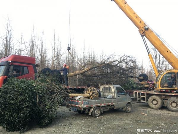 溫江皂角樹(shù)發(fā)往重慶