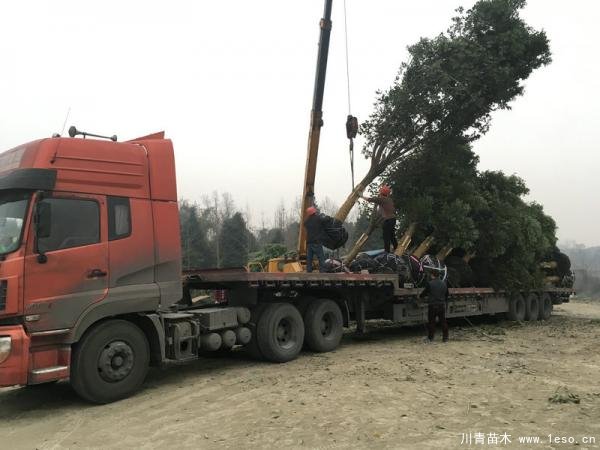 溫江天竺桂發(fā)往怒江