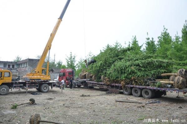 溫江銀杏玉蘭發(fā)往西安